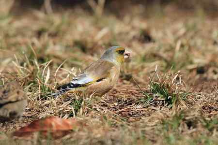 红尾巴鸟钻进灌木丛：灰头鹀回来了！