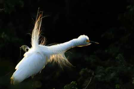 10首拍象山白鹭一组