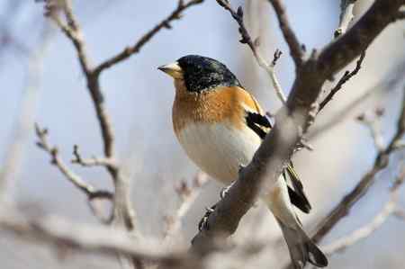 星期天拍的一组燕雀