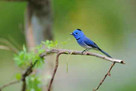 漂亮的黑枕王鶲