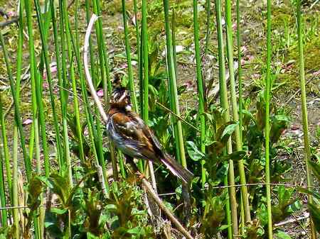 请教鸟名，水中的小鸟