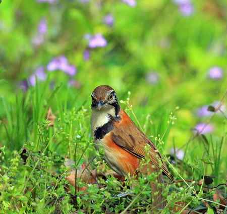 黑领噪鹛与樱花