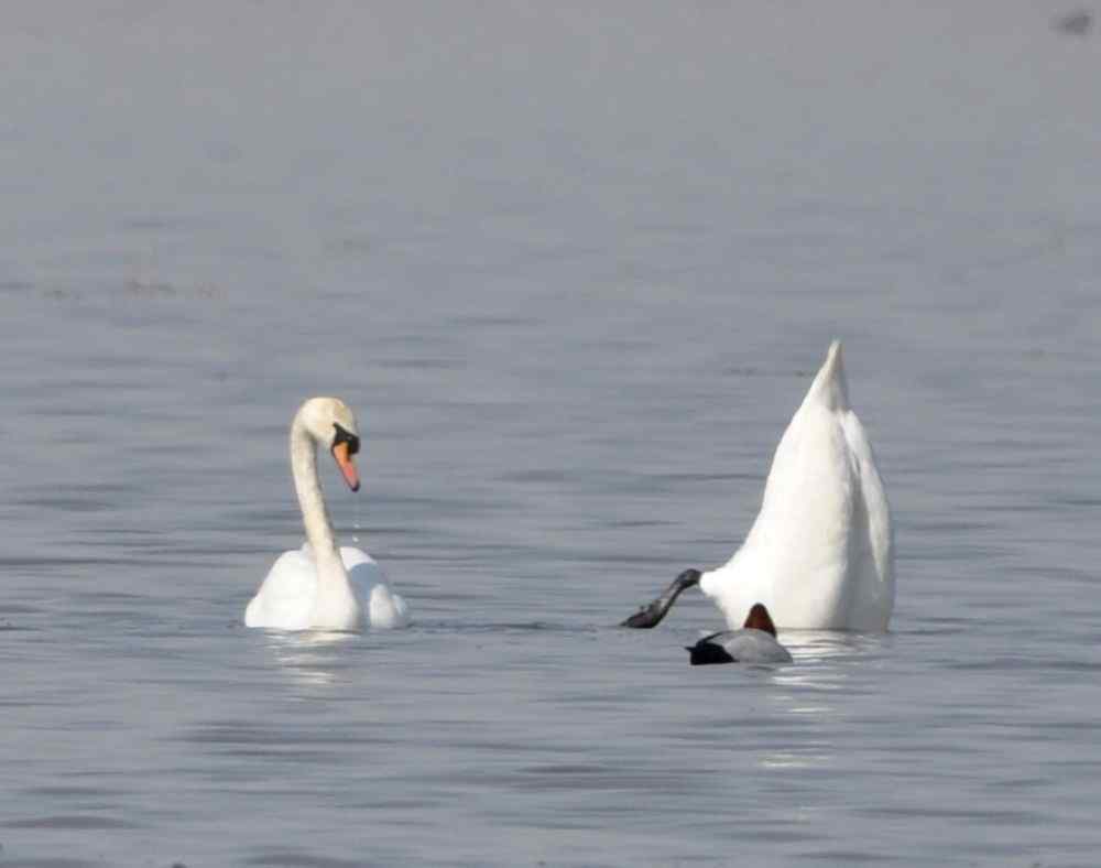 天鹅情侣精彩组图