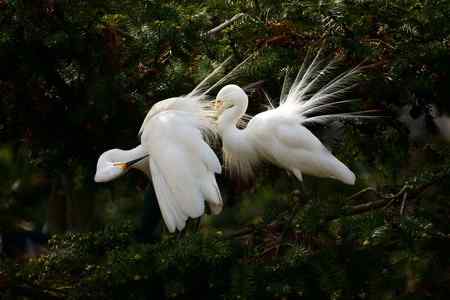 一对红眼睛 白鹭的