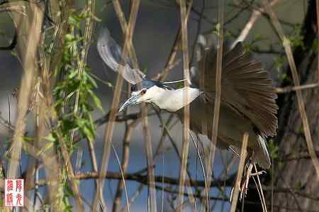 大明湖鸟岛的夜鹭