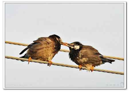 不知名的鸟在接吻!!!