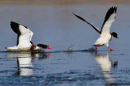 翘鼻麻鸭的故事