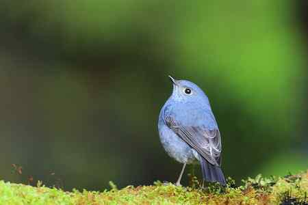 台湾 紅尾水鴝 台湾 紅尾水鴝