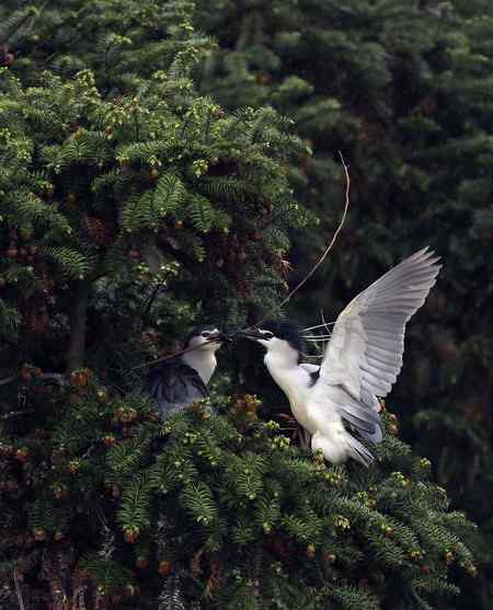 一根树枝，打动姑娘芳心！！