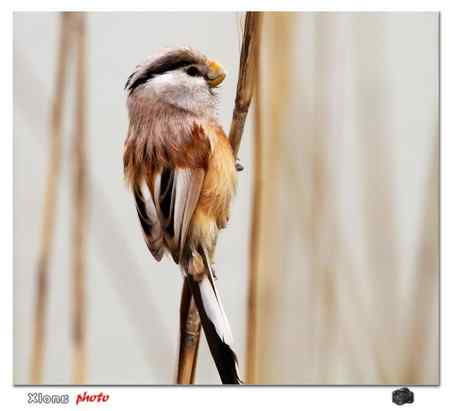 盐城滩涂的震旦鸦雀