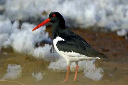 砺鹬 熬过漫长的冬季 砺鹬 熬过漫长的冬季