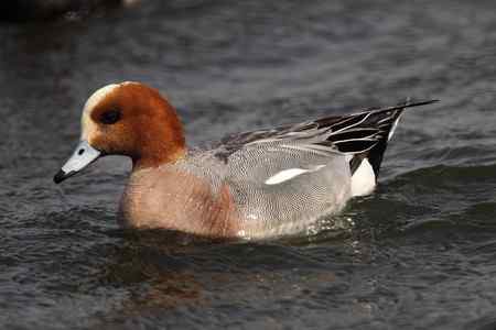 逮着近的赤颈鸭 逮着近的赤颈鸭