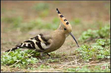 今天的戴胜（基本原画幅）
