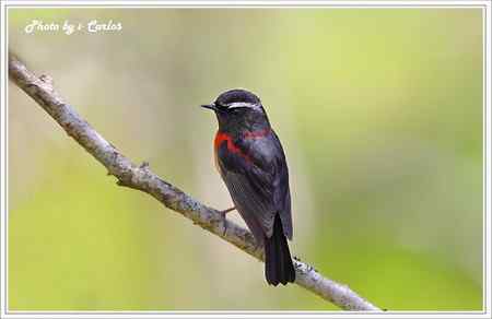 阿里山鴝(栗背林鴝) 台湾特有鸟类
