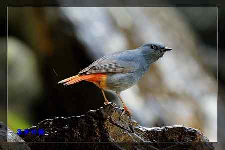 鉛色水鶇 (紅尾水鴝) 鉛色水鶇 (紅尾水鴝)