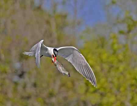 美国洛杉矶的燕鸥