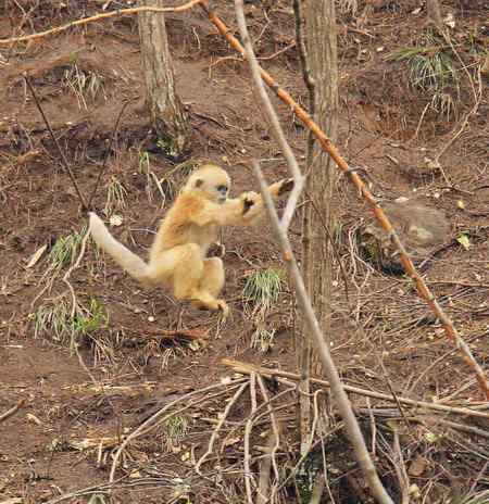 拍鸟拍到了川金丝猴 拍鸟拍到了川金丝猴