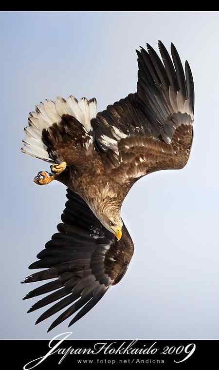 日本北海道白尾海鵰