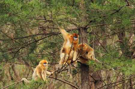 拍鸟拍到了川金丝猴 拍鸟拍到了川金丝猴