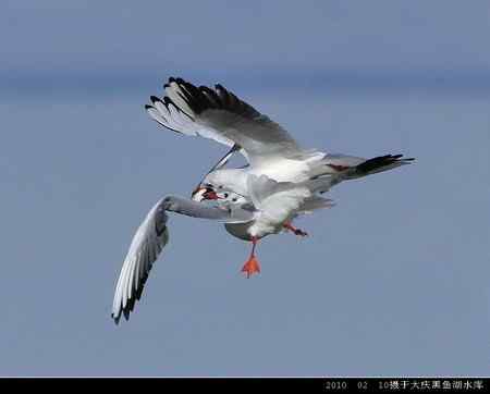 天福野鸟摄影 回放 天福野鸟摄影 回放