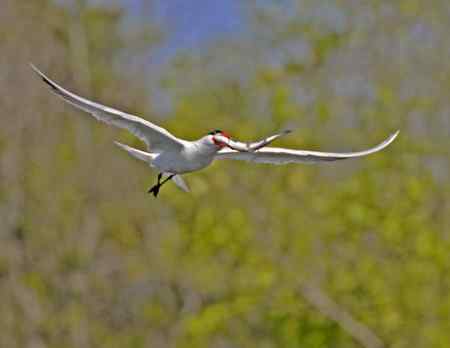 美国洛杉矶的燕鸥
