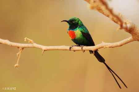 昏昏欲睡的太阳鸟