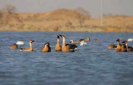 鸿雁和白天鹅的和谐相处     让我敬慕