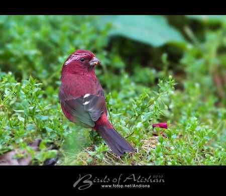 台湾阿里山酒红朱雀 Vinaceous Rosefinch 台湾阿里山酒红朱雀 Vinaceous Rosefinch