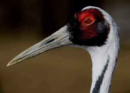 鹤头部特写