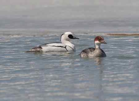 白秋沙鸭照片多张