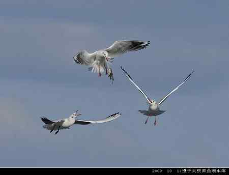 天福野鸟摄影 回放 天福野鸟摄影 回放