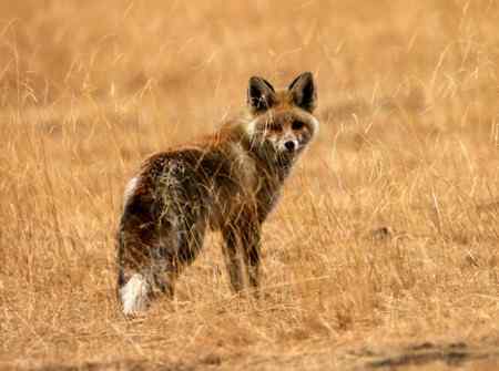 青海高原的鹰，秃鹫，狐狸和狼