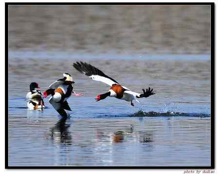 翘鼻麻鸭谈恋爱 为爱而战