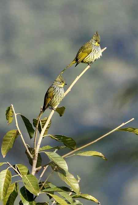 云南的百花岭是鸟的天堂