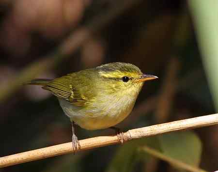 越南观鸟 特色鸟类多
