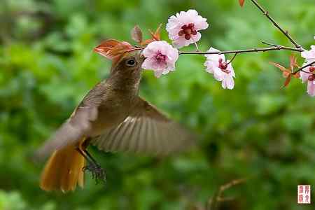 花开引得鸟儿来
