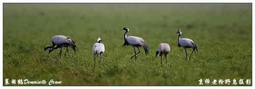 狂热拍鸟 感谢并努力 狂热拍鸟 感谢并努力