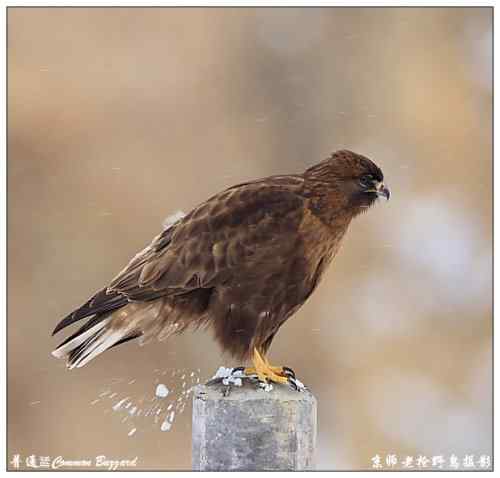 狂热拍鸟 感谢并努力 狂热拍鸟 感谢并努力