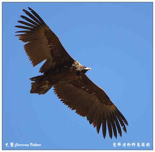 狂热拍鸟 感谢并努力 狂热拍鸟 感谢并努力