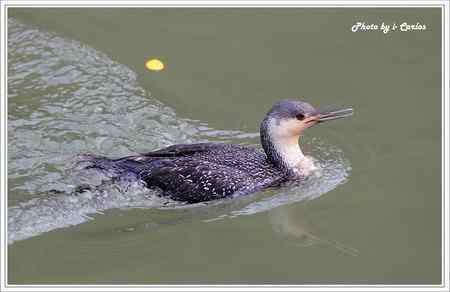 罕见稀有的紅喉潛鳥竟然造访宝岛台湾 罕见稀有的紅喉潛鳥竟然造访宝岛台湾