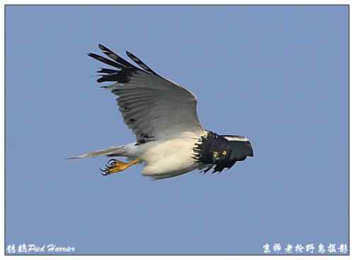 狂热拍鸟 感谢并努力 狂热拍鸟 感谢并努力