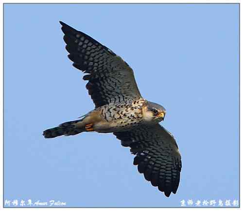 狂热拍鸟 感谢并努力 狂热拍鸟 感谢并努力
