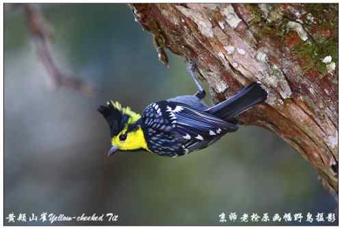 狂热拍鸟 感谢并努力 狂热拍鸟 感谢并努力