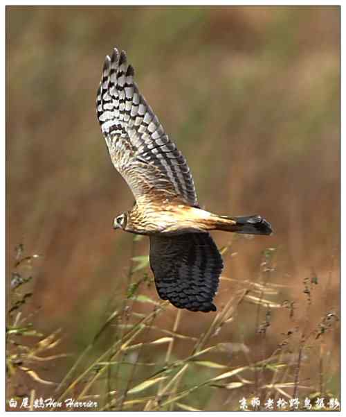 狂热拍鸟 感谢并努力 狂热拍鸟 感谢并努力
