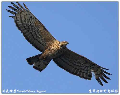 狂热拍鸟 感谢并努力 狂热拍鸟 感谢并努力