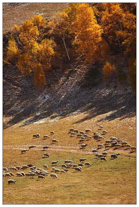 乌梁素海和坝上草原 观鸟