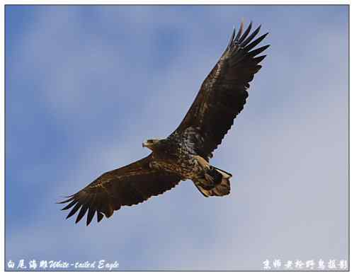 狂热拍鸟 感谢并努力 狂热拍鸟 感谢并努力