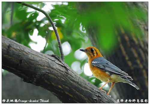 狂热拍鸟 感谢并努力 狂热拍鸟 感谢并努力