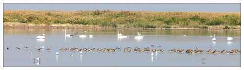 乌梁素海和坝上草原 观鸟