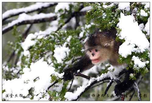 狂热拍鸟 感谢并努力 狂热拍鸟 感谢并努力